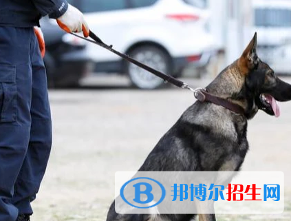 警犬技術(shù)專(zhuān)業(yè)好嗎?